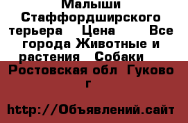 Малыши Стаффордширского терьера  › Цена ­ 1 - Все города Животные и растения » Собаки   . Ростовская обл.,Гуково г.